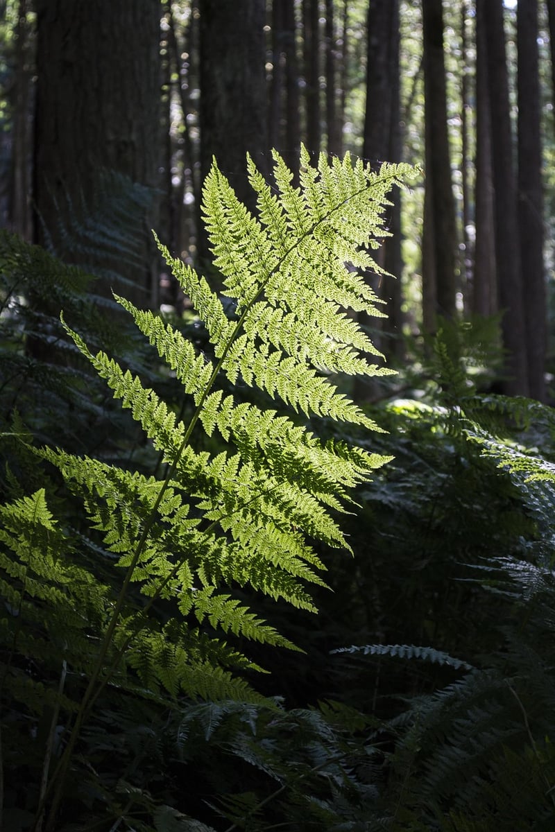 Fairy Ferns