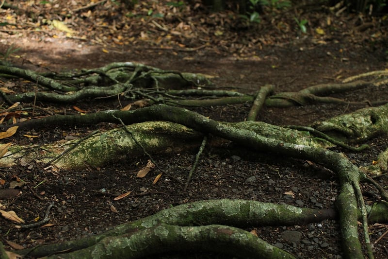 Magical Vines