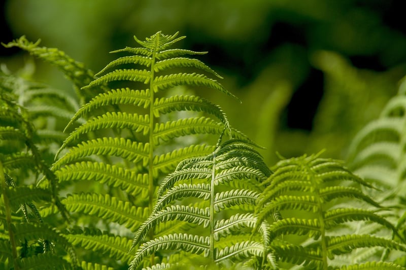 Fairy Fern
