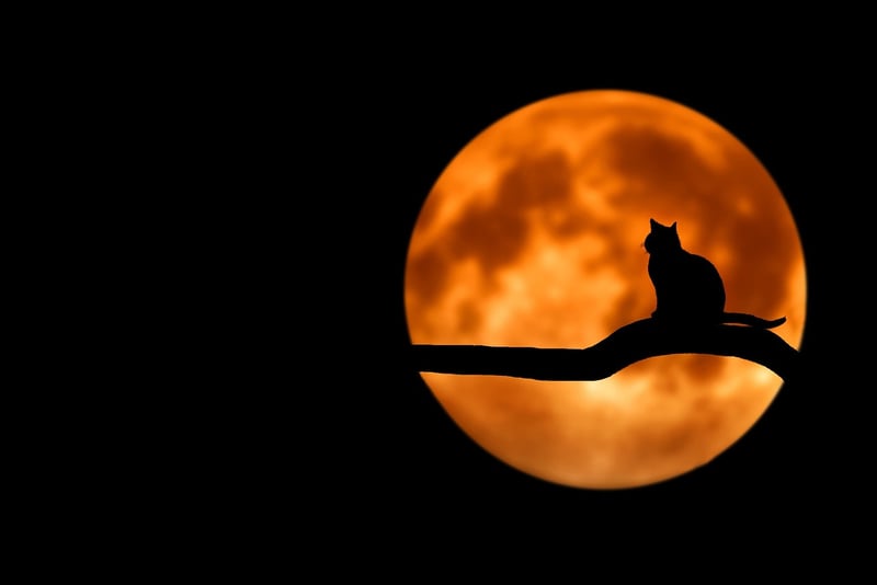 Moonlit Trail